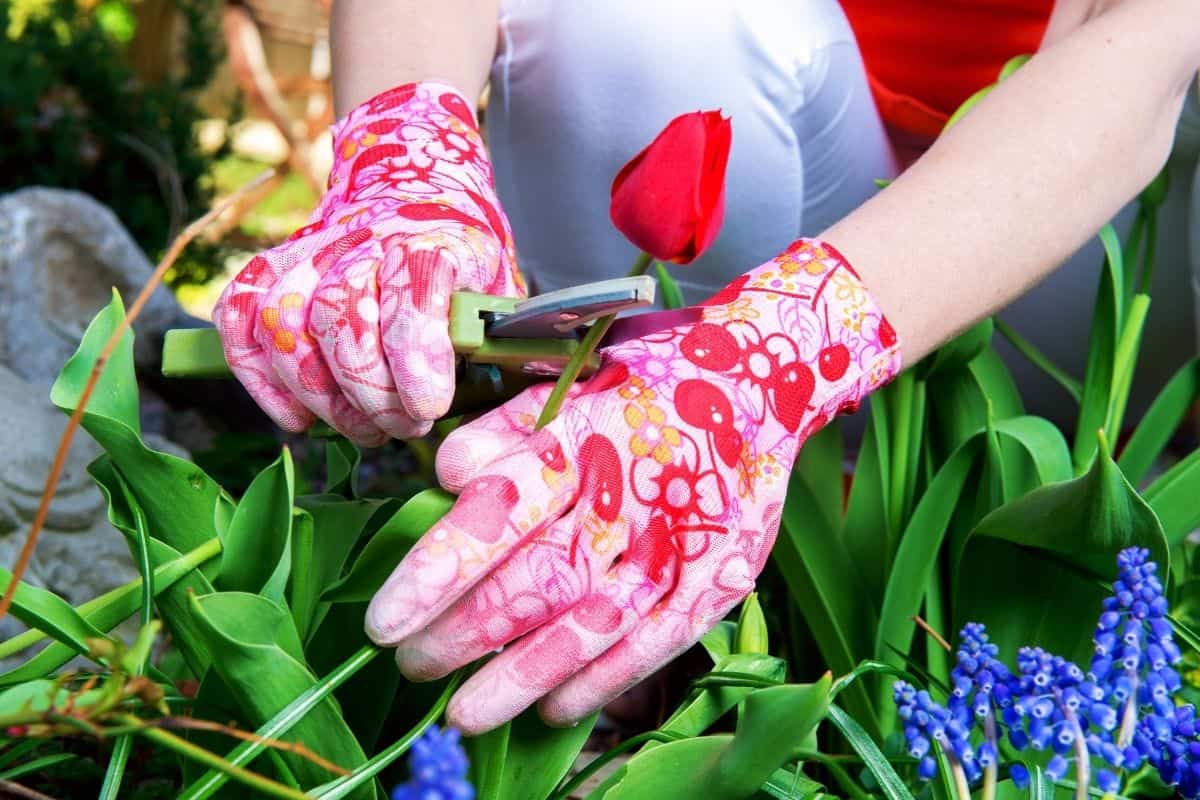 Do Tulips Grow Back Every Year? (+How To Encourage To Grow Back)