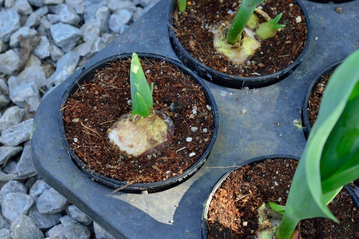 When Do Tulips Start Sprouting? (Growth Stage+When To Plant)