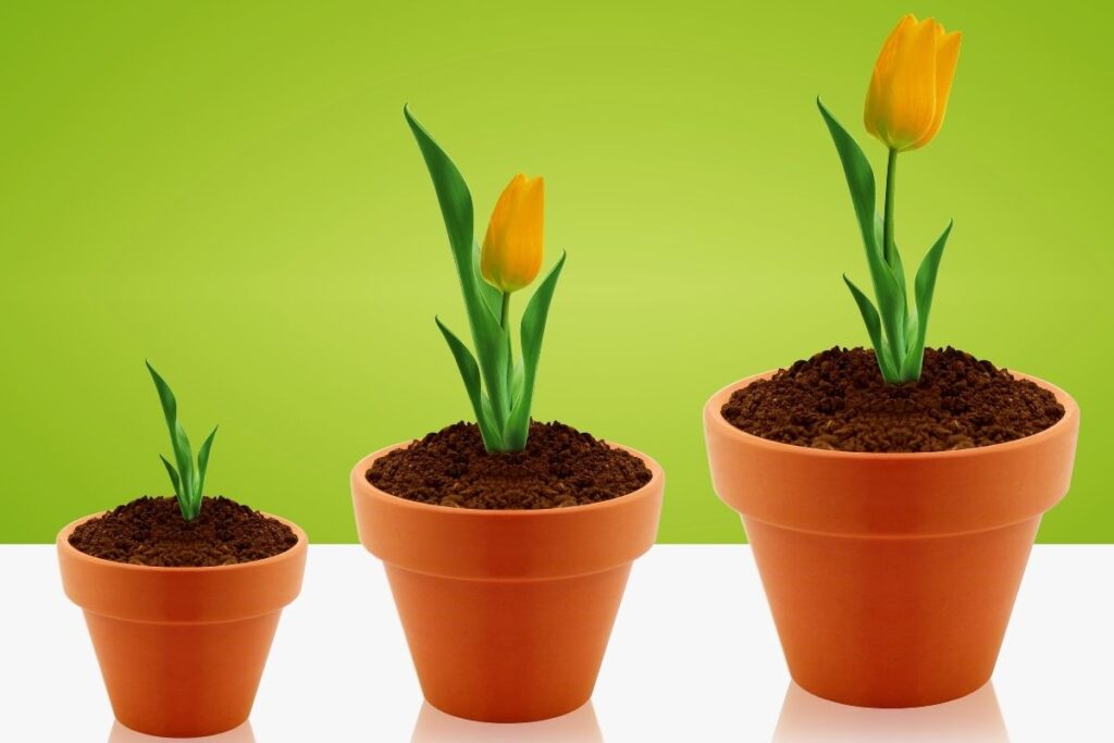How To Grow Tulips In A Pot? (Care+Possible Problems)