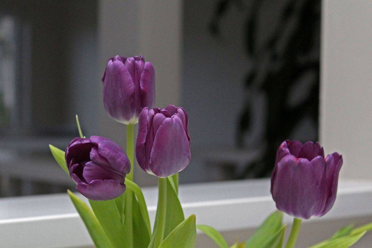Do Tulips Close Up At Night? (Why+Possible Problems Of Not Closing)
