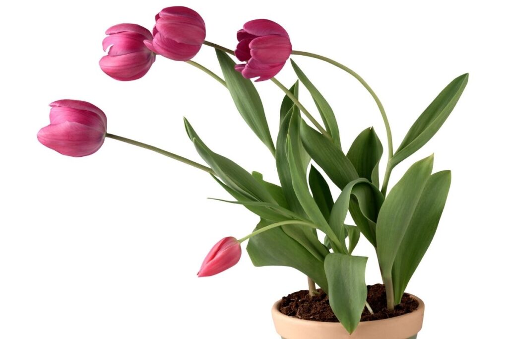 Why Are My Tulips Leaning? (Possible Problem+Solution)
