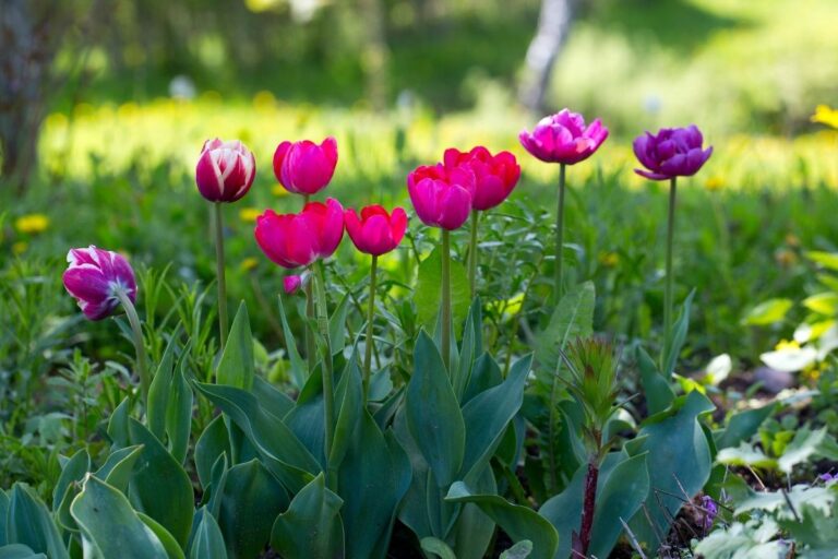 What Temperature Do Tulips Need? (+Growing Them At Different Temperature)