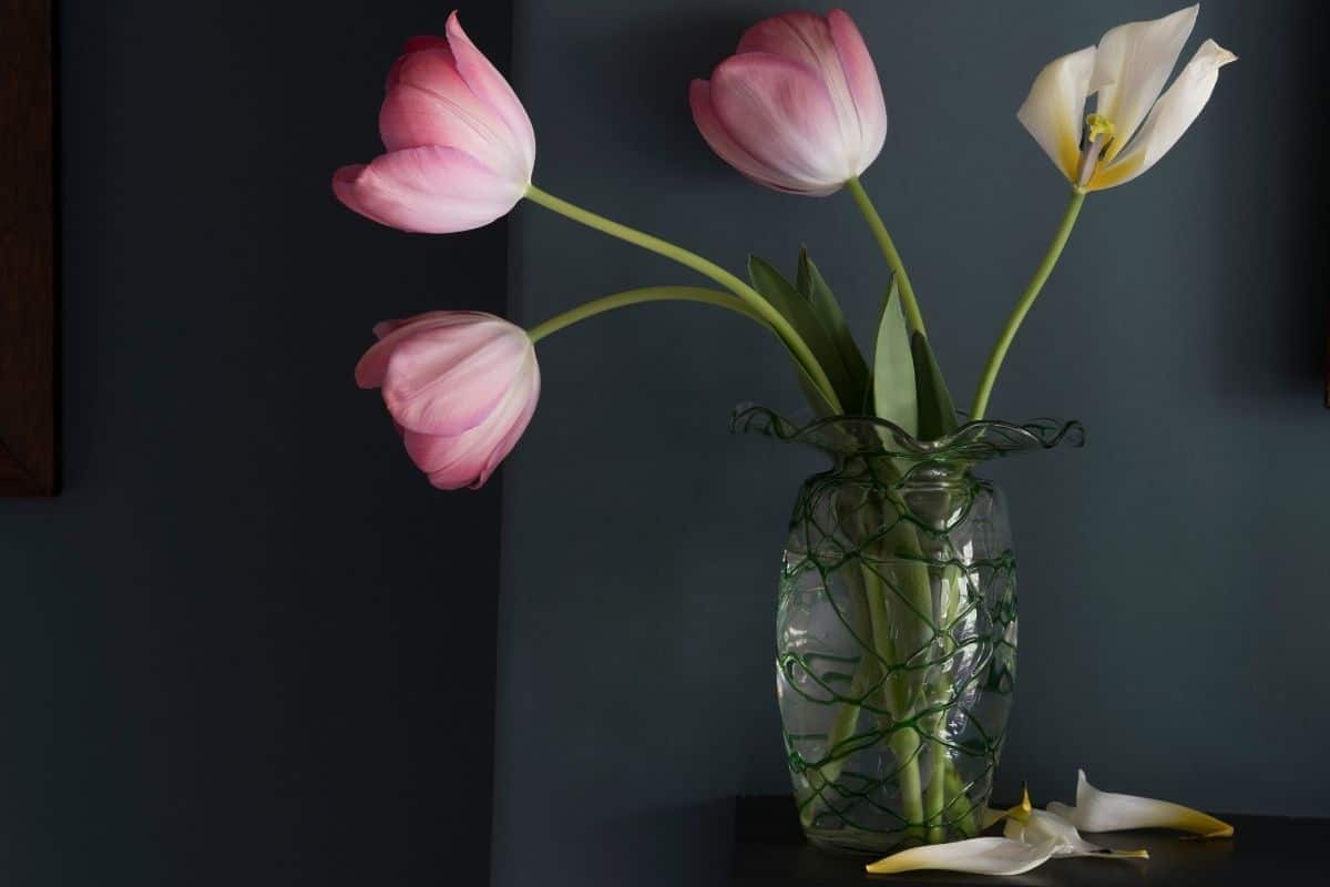 Why Are My Tulips Drooping? (Possible Problems+Solution)