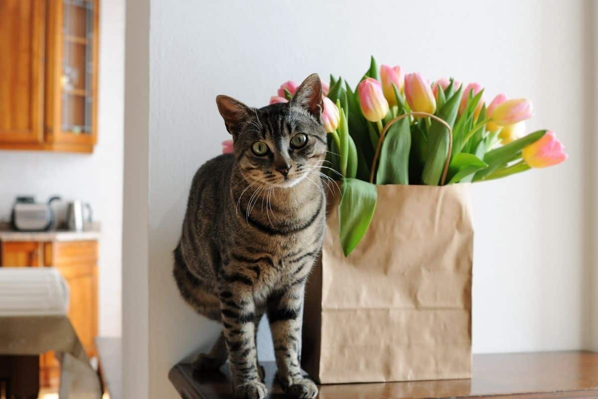 Are Tulips Toxic To Pets? (Dogs, Cats, Small Animals)