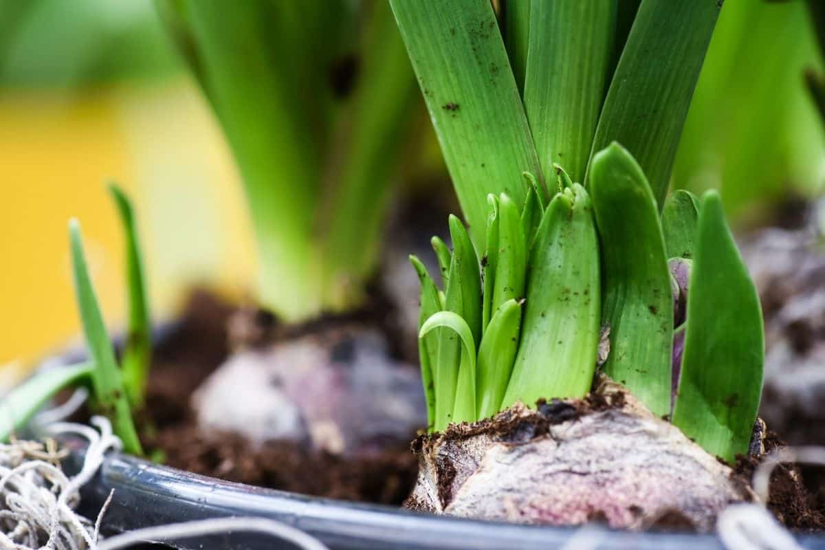 How To Propagate Tulips? (A StepbyStep Guide)