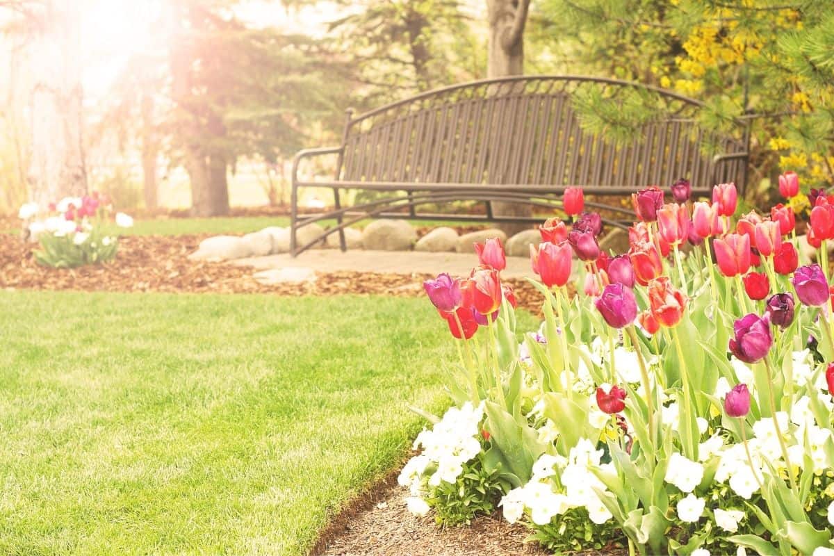 How Much Sunlight Do Tulips Need? (Tulip Light Needs)