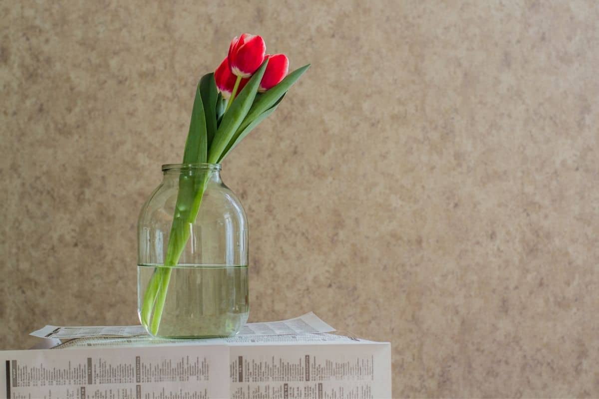 Do Tulips Grow In Water? (Care+How To)