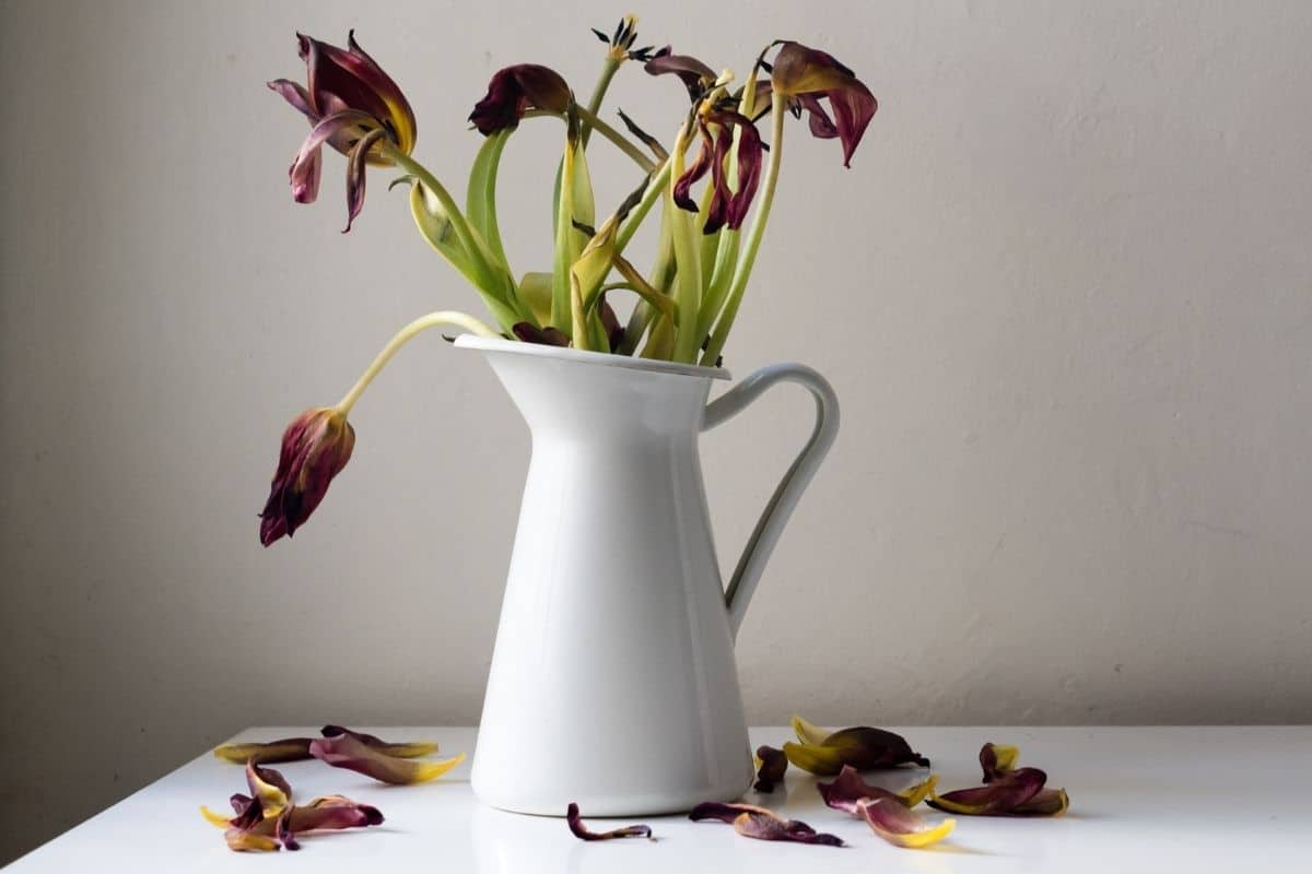 Why Are My Tulips Dying In Vase? (Possible Problems+Solution)