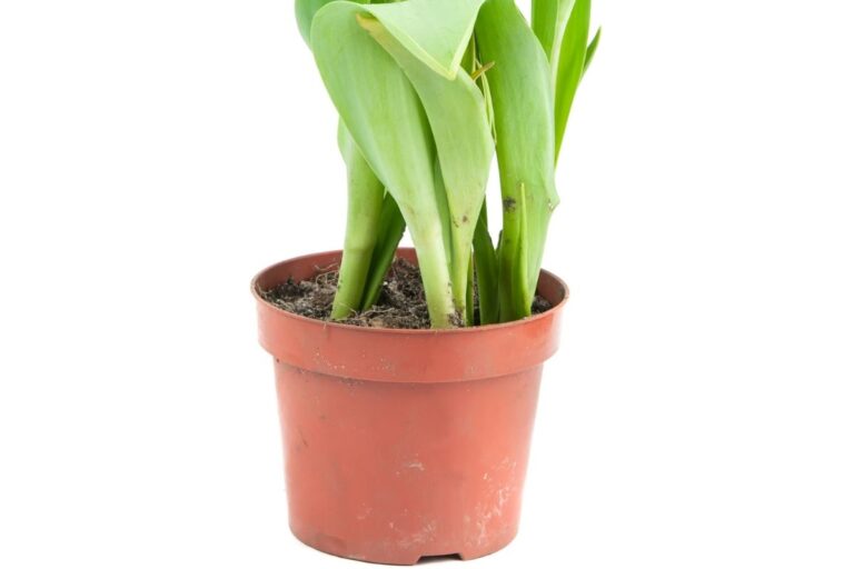 When Should You Repot Tulips? (+How To Repot Guide)