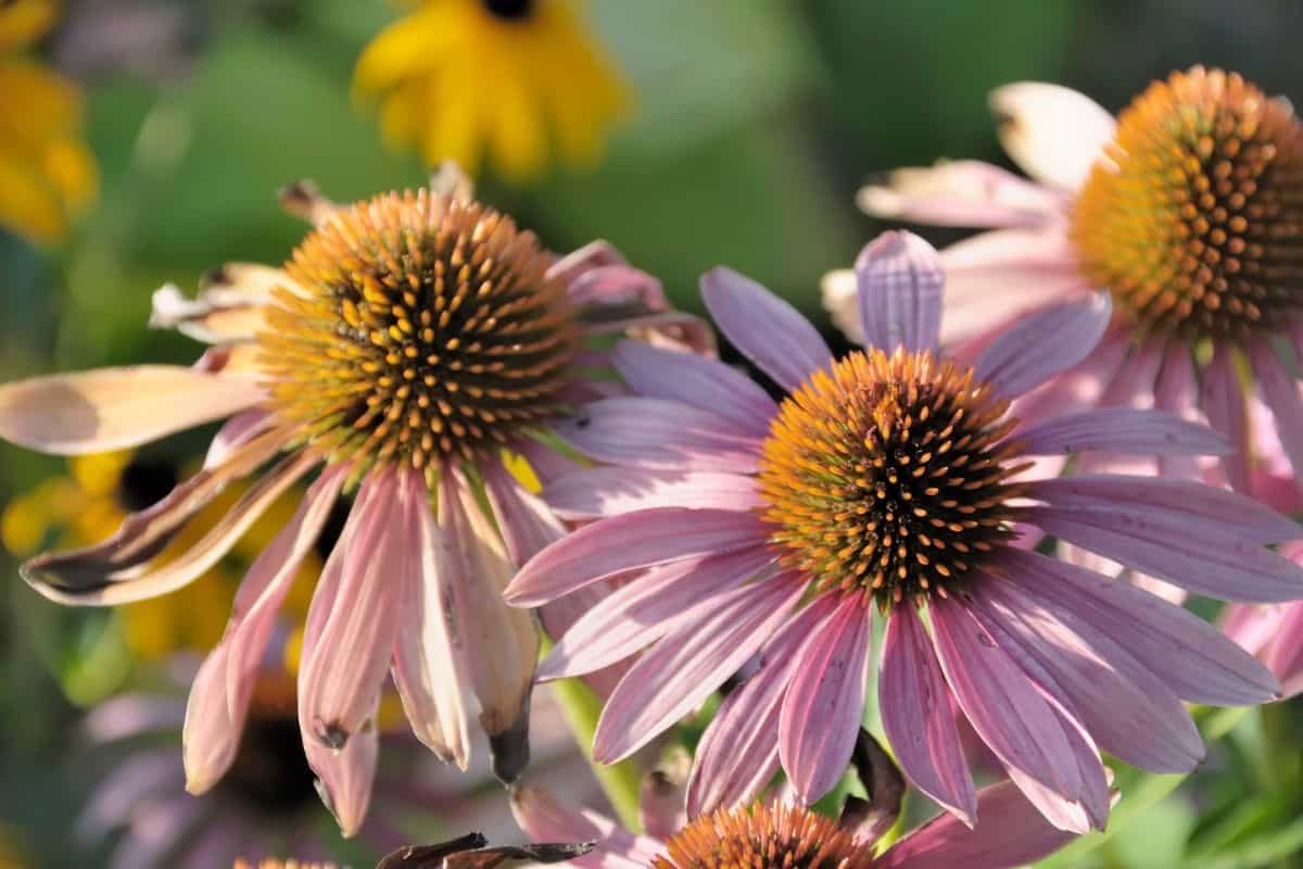 15 Best Flowers To Grow From Seeds (With Picture+Basic Care)
