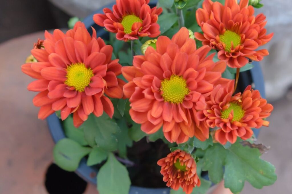 17 Best Flowers To Grow In Texas (+Pictures & Basic Care)