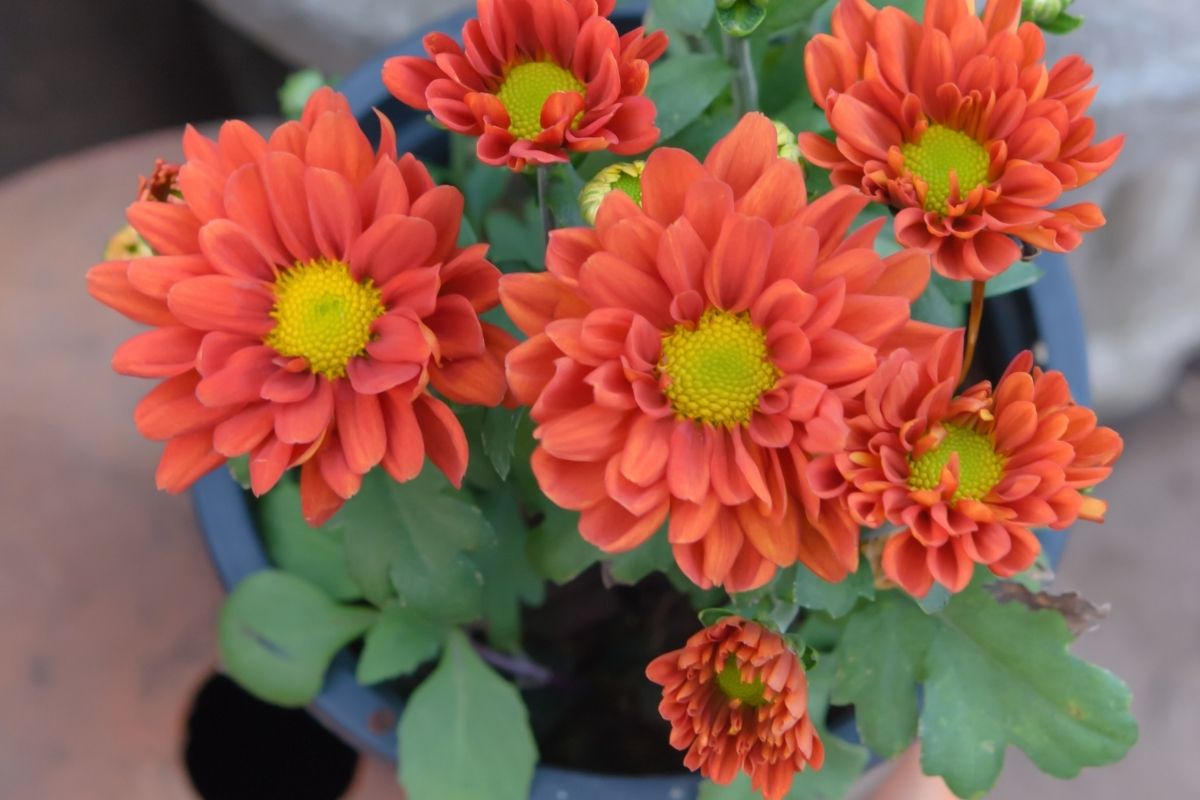 17 Best Flowers To Grow In Texas (+Pictures & Basic Care)