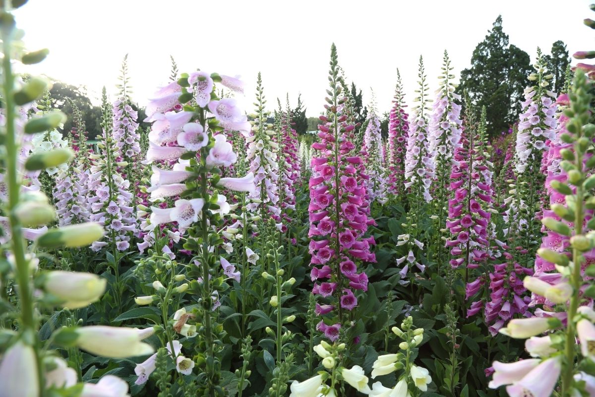 16 Best Flowers To Grow In (With Basic Care+Photos)