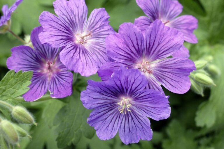 17 Potted Flowers That Do Well In Full Sun (+Basic Care)