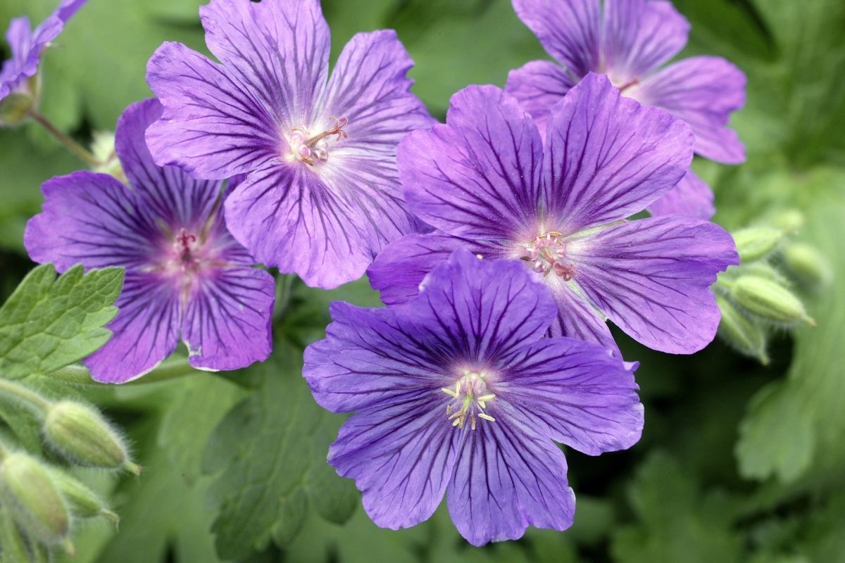 17 Potted Flowers That Do Well In Full Sun (+Basic Care)