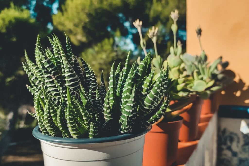 Why Is My Haworthia Turning Brown? (Causes+How To Fix)