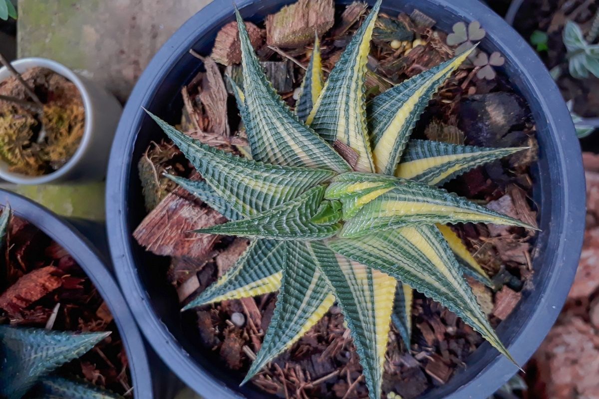 Haworthia Temperature Tolerance High And LowTemperature Guide