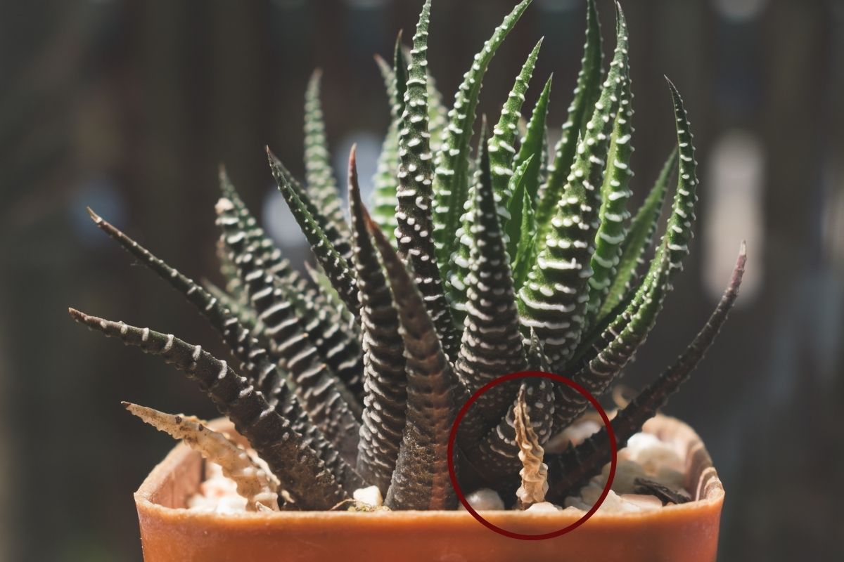 Why Is My Haworthia Turning Brown? (Causes+How To Fix)