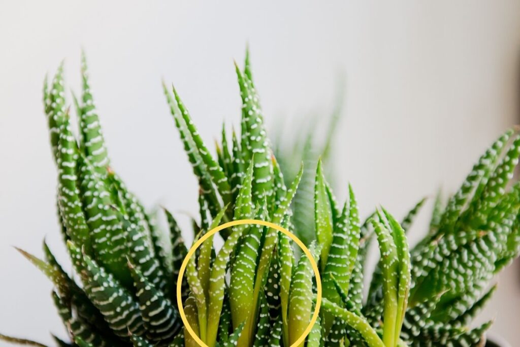 Why Is My Haworthia Turning Brown? (Causes+How To Fix)