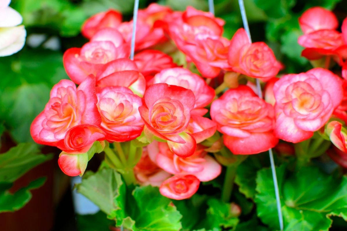 15 Best Flowers For Hanging Baskets (With Basic Care)