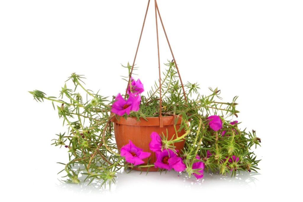 15 Best Flowers For Hanging Baskets (With Basic Care)