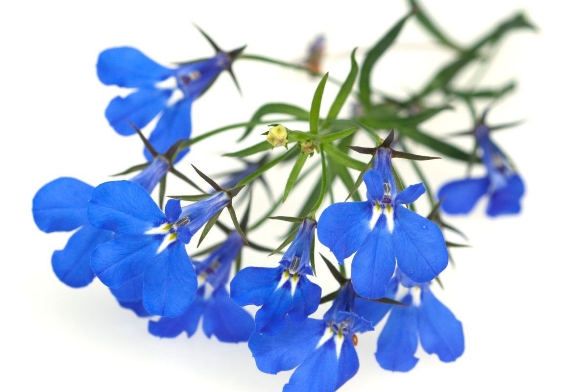 17 Potted Flowers That Do Well In Full Sun (+Basic Care)