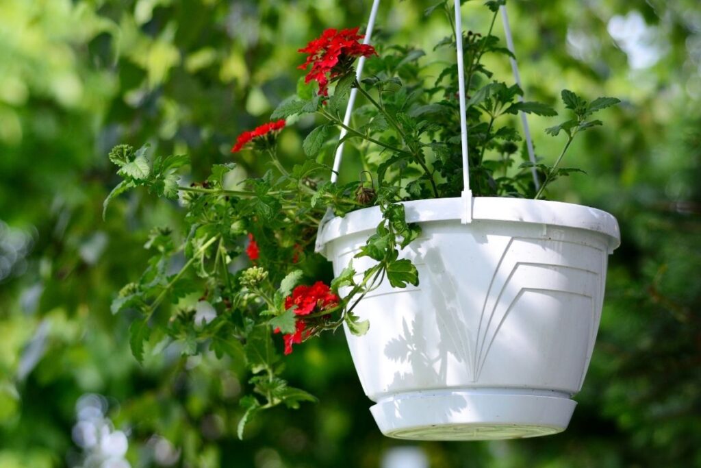 15 Best Flowers For Hanging Baskets (With Basic Care)