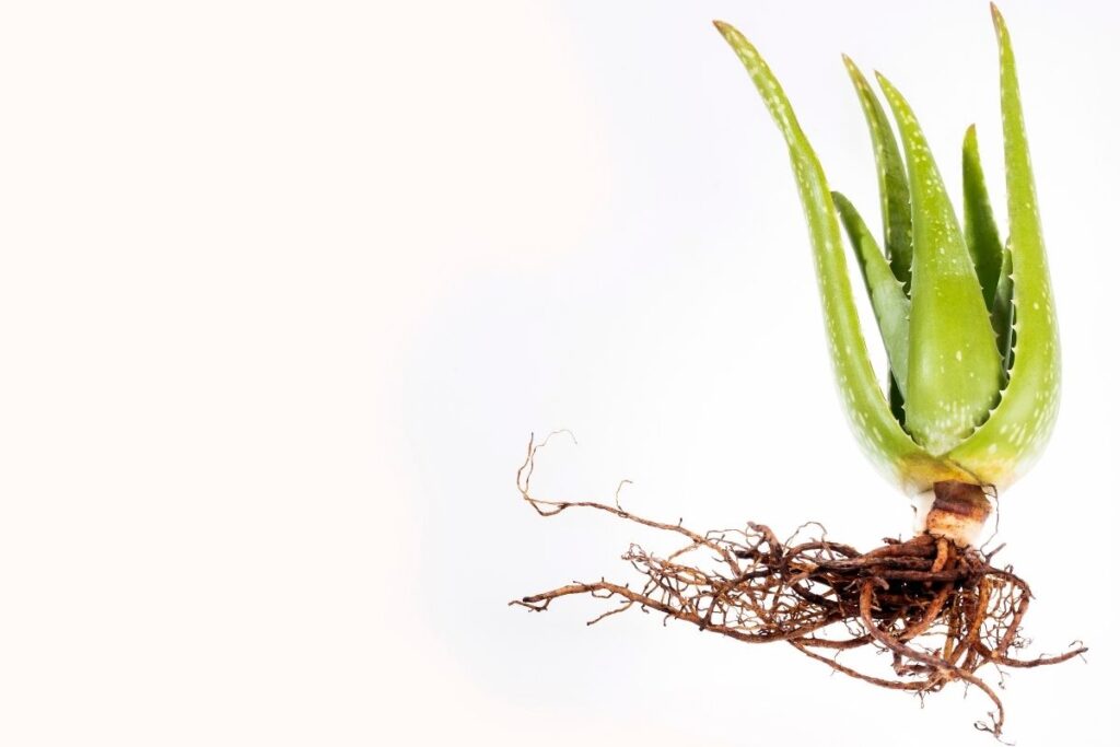 Why Is My Aloe Vera Plant Rotting At Base? (Major Causes+Fix)