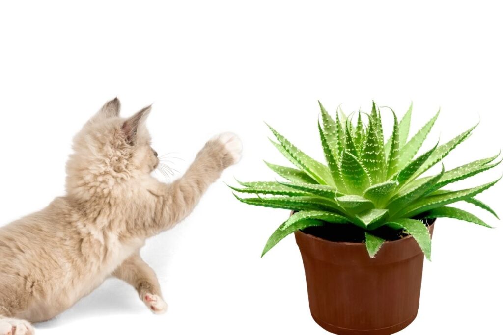 Are Aloe Vera Plants Poisonous To Pets? (Cats, Dogs & Small Animals)