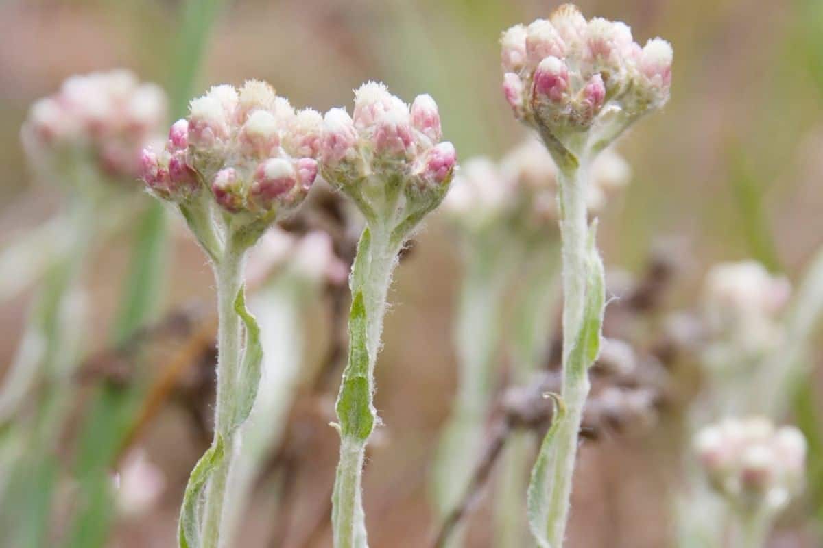 What Can You Plant With Hens And Chicks? (12 Companion Plant)