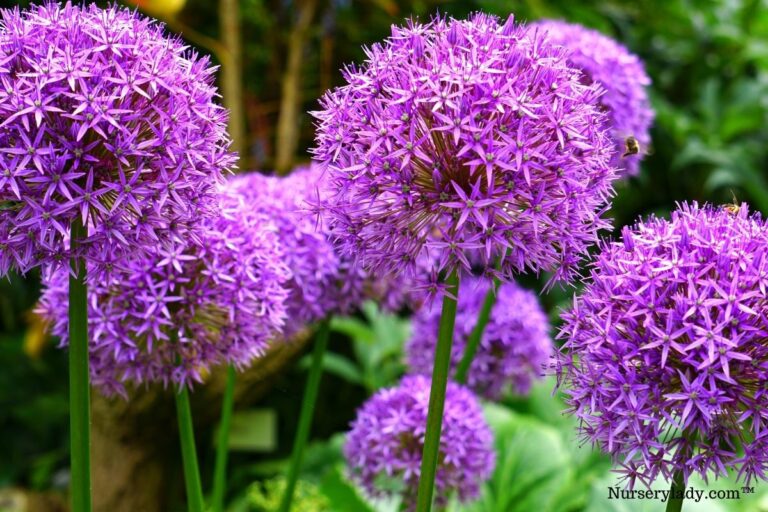 15 Best Flowers For Summer (+Basic Care Guide)