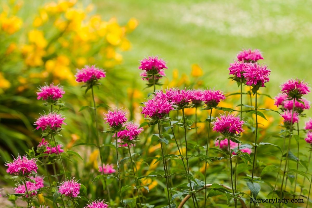 14 Best Flowers For Hummingbirds (+Basic Care Guide)