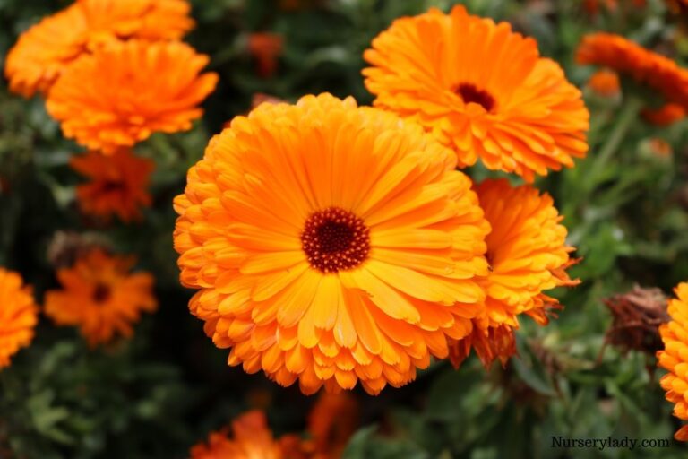 15 Best Flowers For Vegetable Garden (+Basic Care Guide)