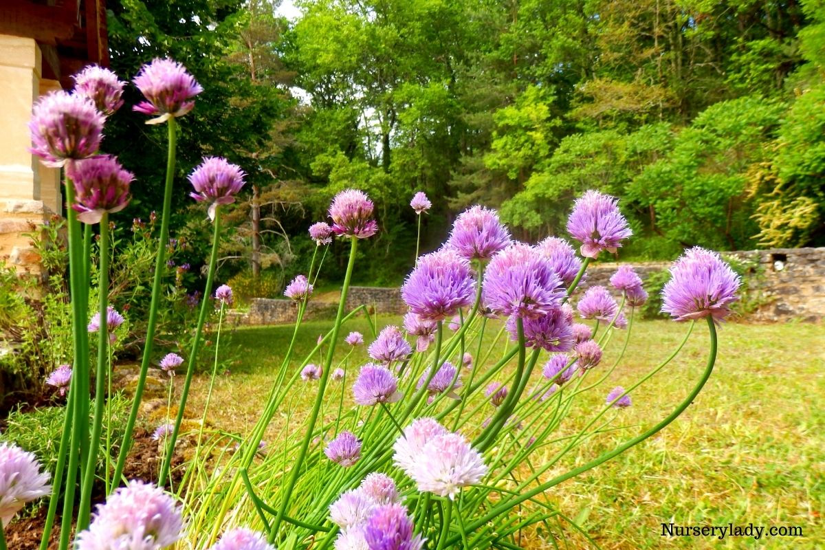 15 Best Flower For Bees (Bee Attracting Flowers+Basic Care Guide)