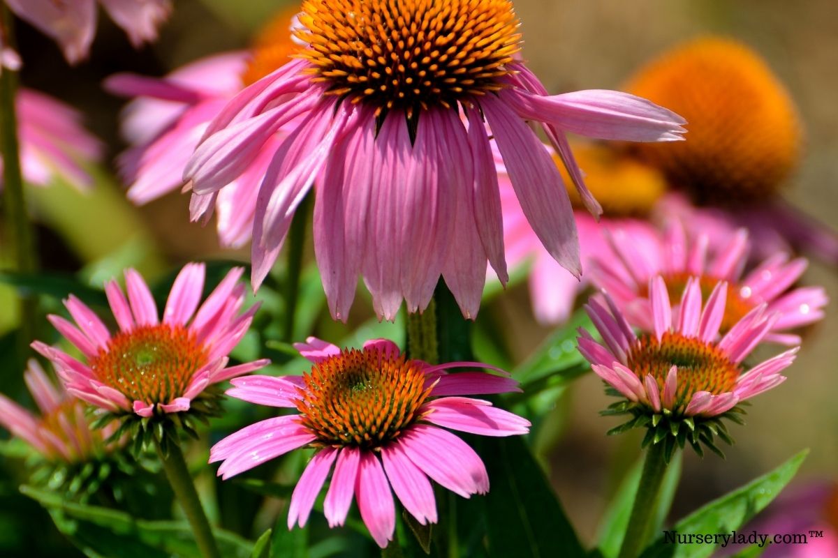 15 Best Flowers To Grow From Seeds (With Picture+Basic Care)