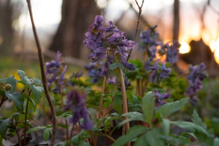 15 Best Flowers For Shade (Pictures+Basic Care)