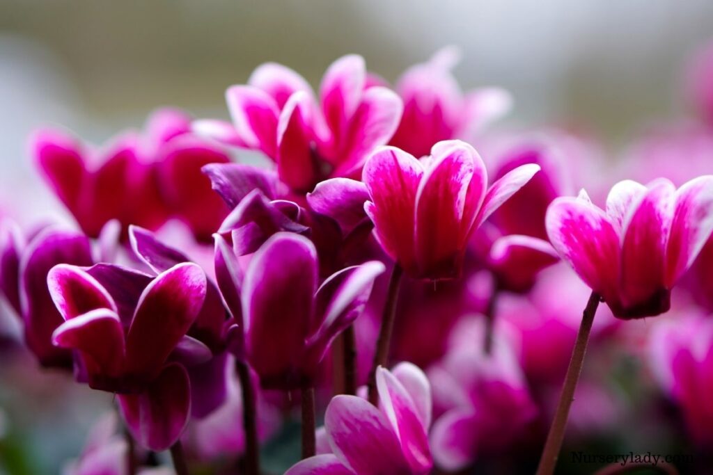 15 Best Flowers For Winter(+Basic Care Guide)