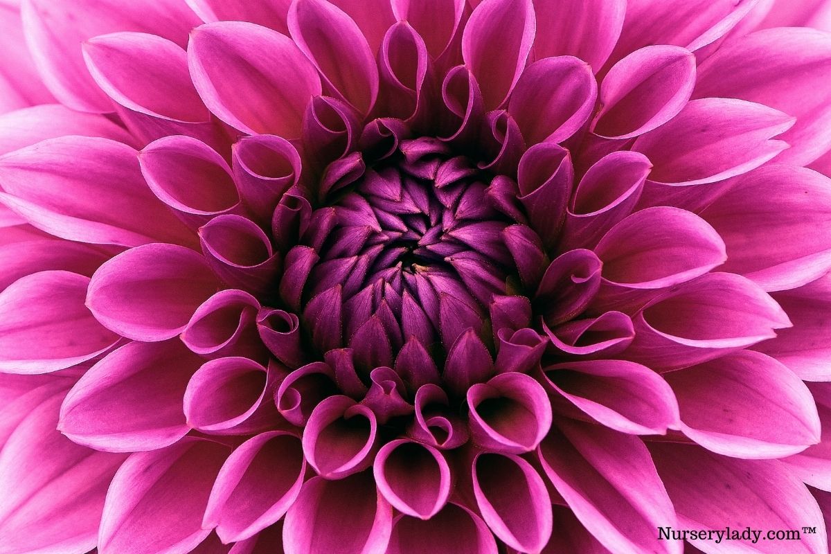 15 Best Flowers For Summer (+Basic Care Guide)