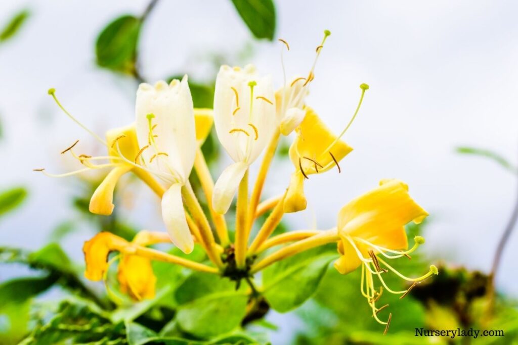 15 Best Flower For Bees (Bee Attracting Flowers+Basic Care Guide)