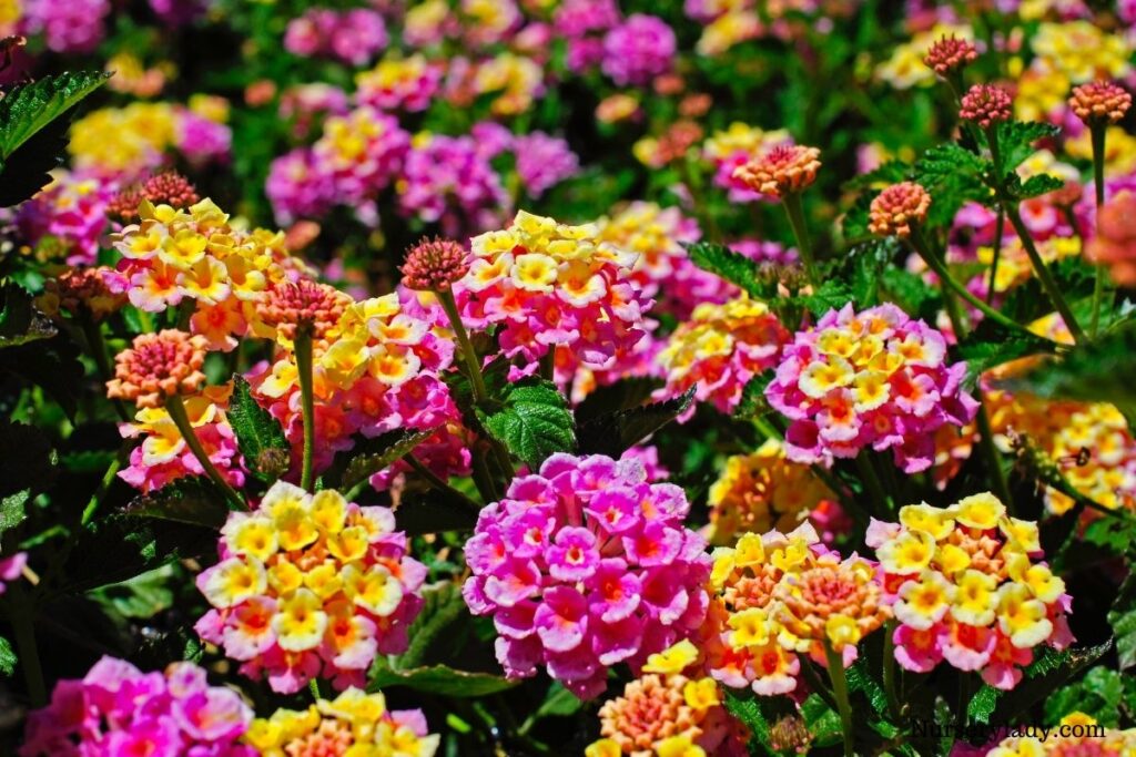 15 Best Flower For Bees (Bee Attracting Flowers+Basic Care Guide)