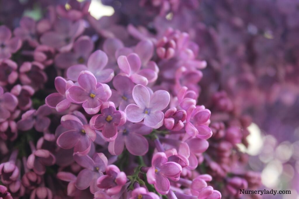 15 Best Flower For Bees (Bee Attracting Flowers+Basic Care Guide)