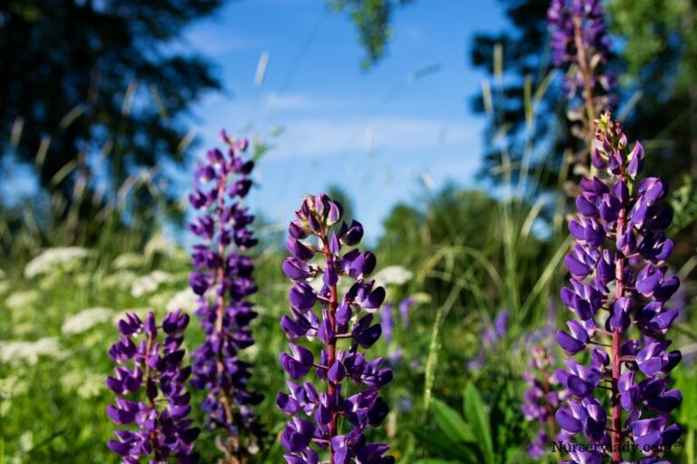 15 Best Flowers For Spring (+Basic Care Needs)