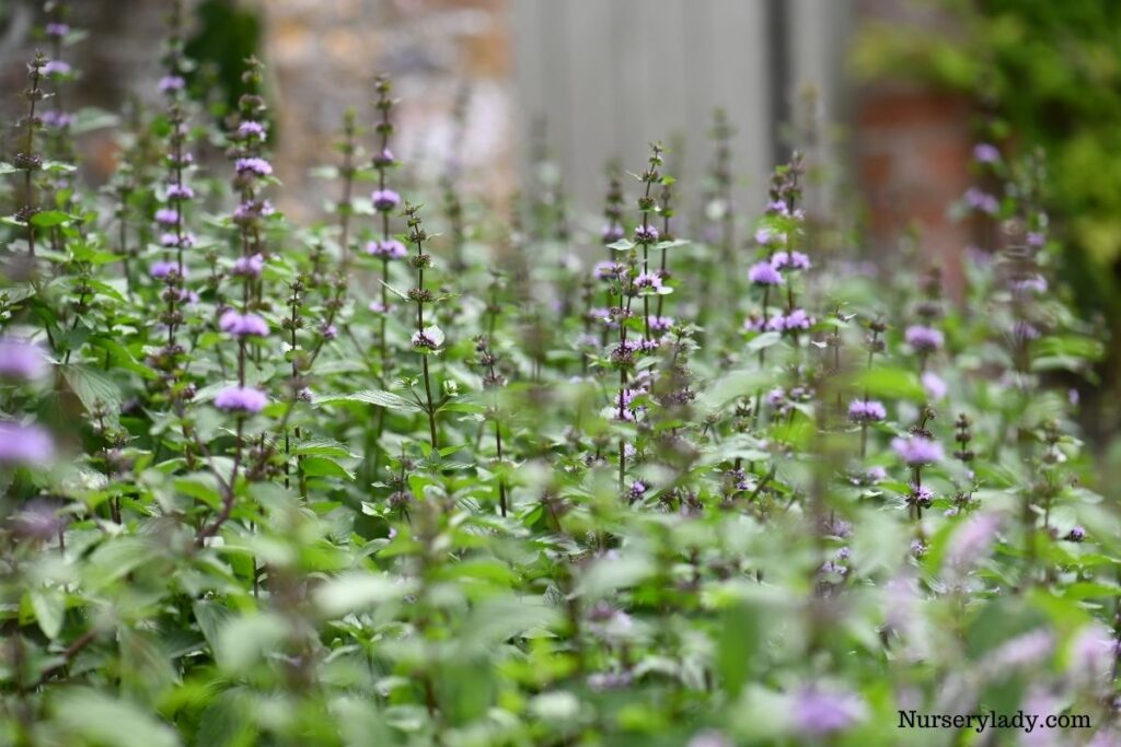 15 Best Flower For Bees (Bee Attracting Flowers+Basic Care Guide)