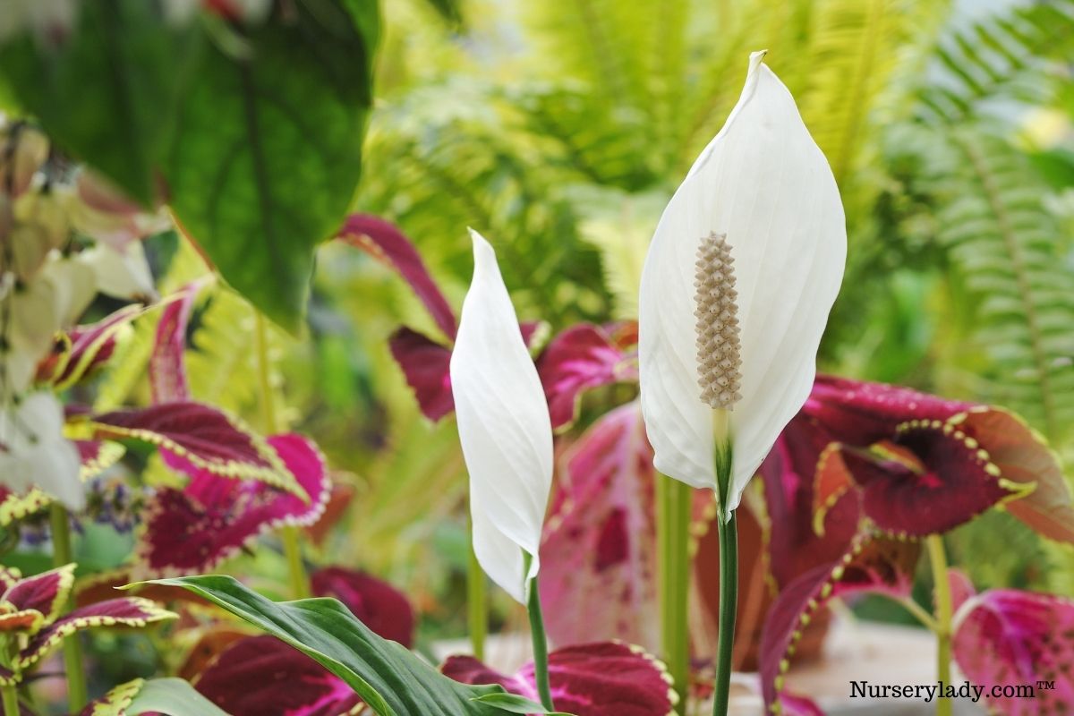 15 Best Flowers For Spring (+Basic Care Needs)