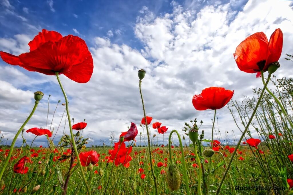 15 Best Flower For Bees (Bee Attracting Flowers+Basic Care Guide)