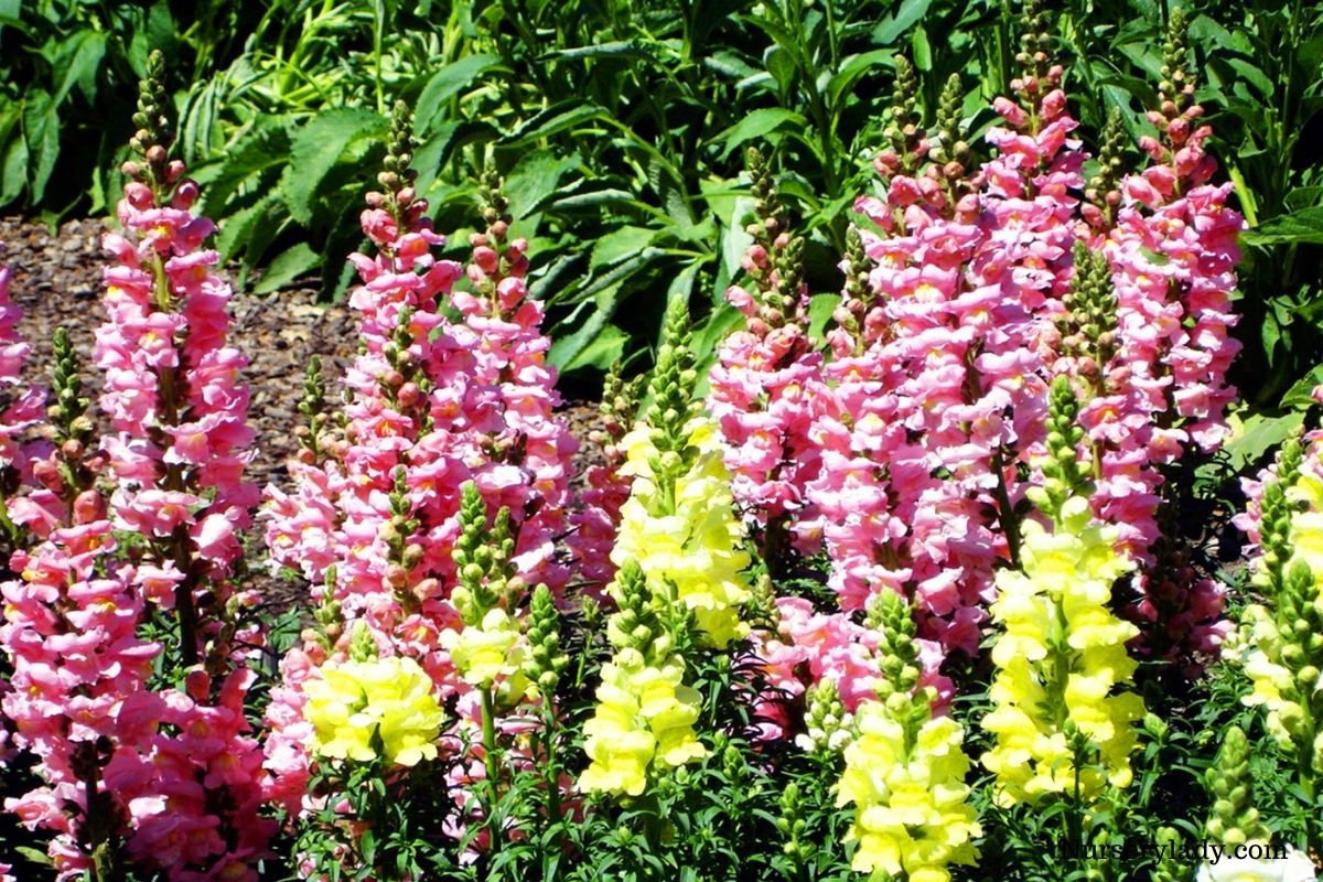 15 Best Flower For Bees (Bee Attracting Flowers+Basic Care Guide)