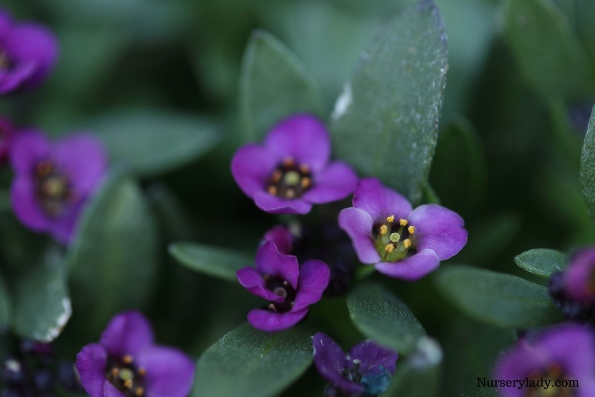 15 Best Flowers For Winter(+Basic Care Guide)