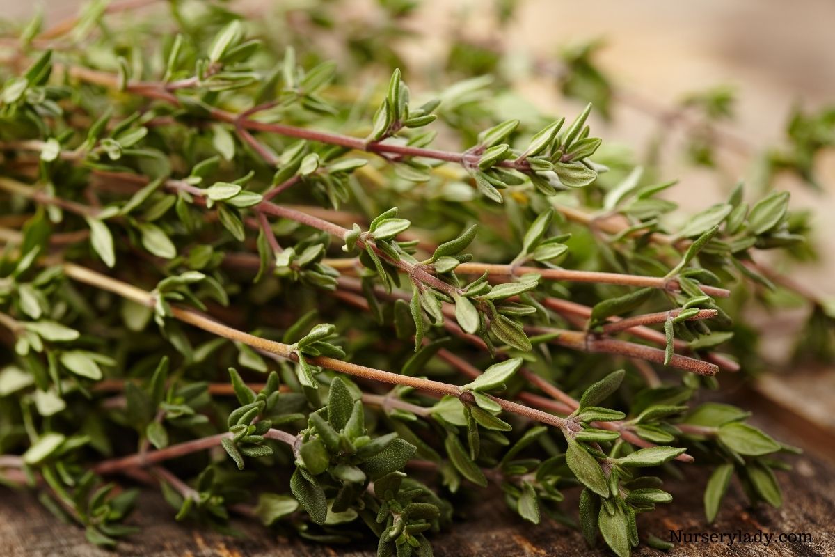 15 Best Flower For Bees (Bee Attracting Flowers+Basic Care Guide)