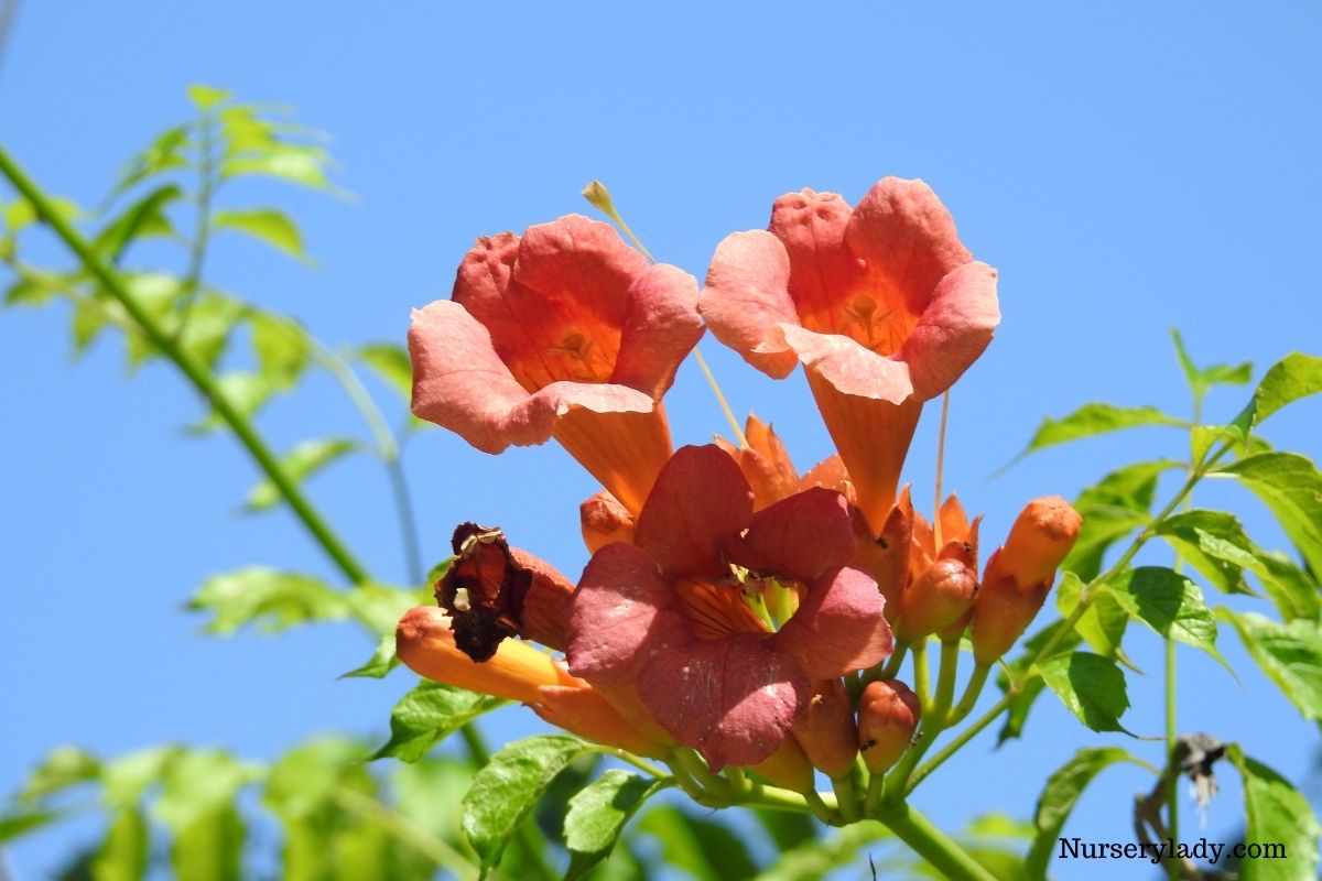 14 Best Flowers For Hummingbirds (+Basic Care Guide)