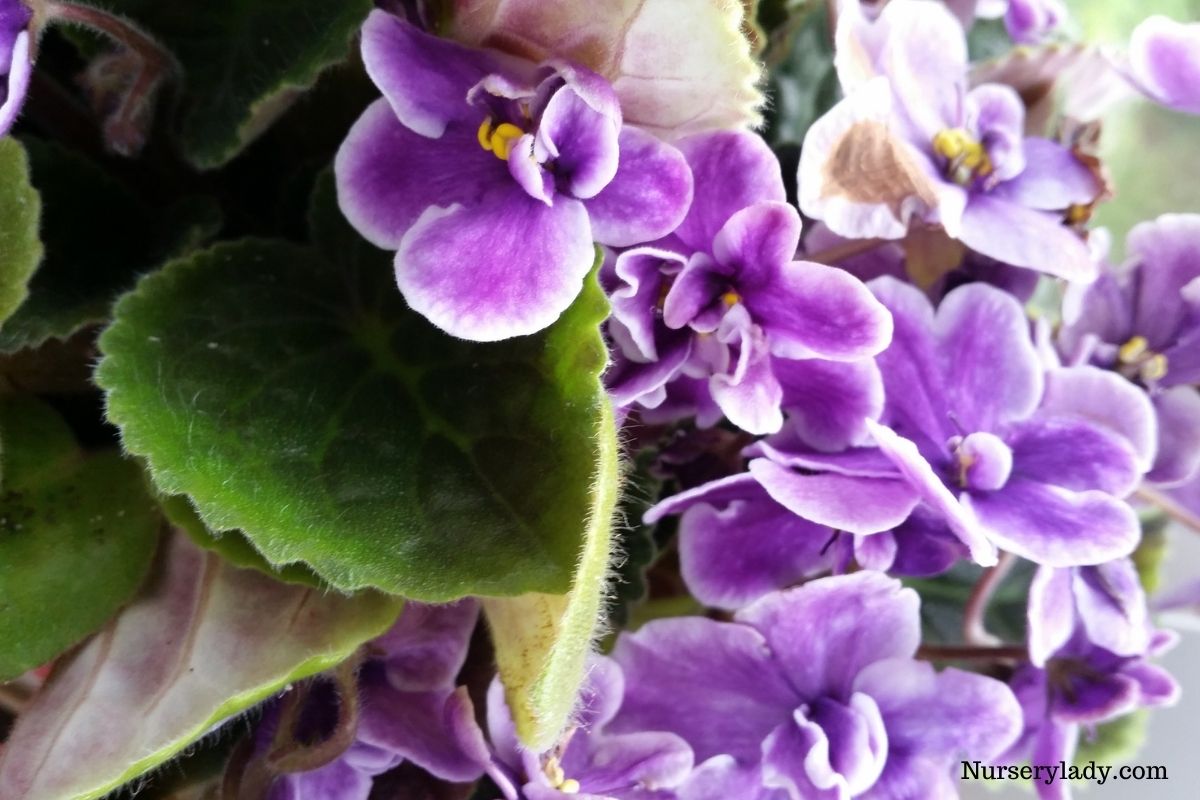 15 Best Flowers For Winter(+Basic Care Guide)